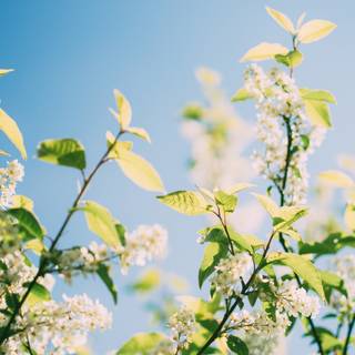 Spring trees 4k wallpaper