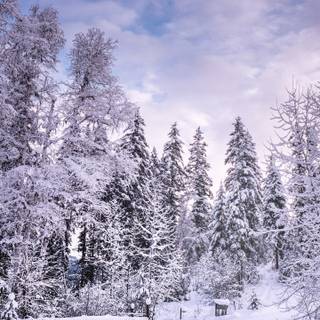 Winter road iPhone wallpaper