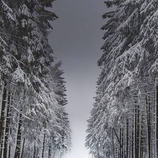 Winter road iPhone wallpaper