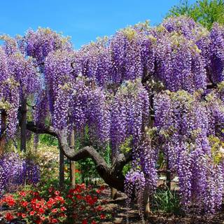 Spring trees 4k wallpaper