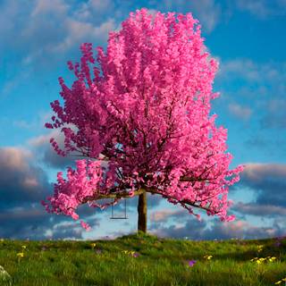 Spring trees 4k wallpaper