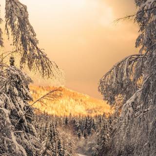 Winter road iPhone wallpaper