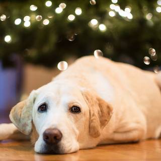 Christmas dog desktop wallpaper