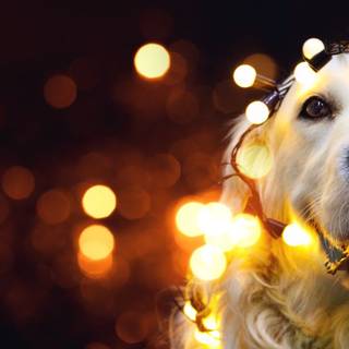Christmas dog desktop wallpaper