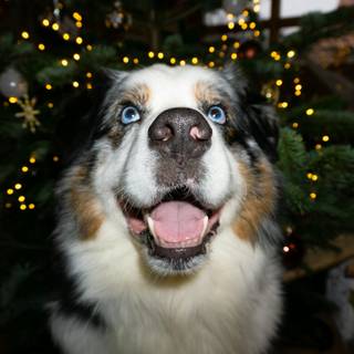 Christmas dog desktop wallpaper