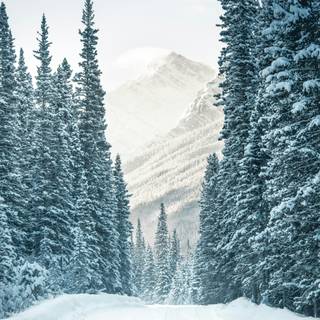 Winter road iPhone wallpaper