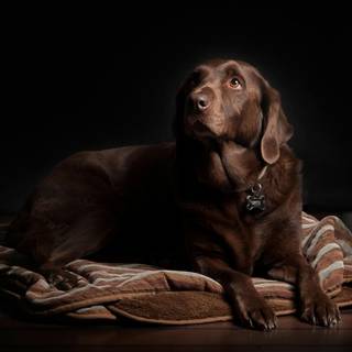 Brown chocolate lab wallpaper