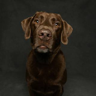 Brown chocolate lab wallpaper