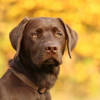 Brown chocolate lab wallpaper