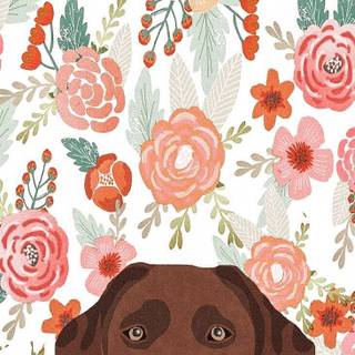 Brown chocolate lab wallpaper