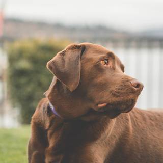 Brown chocolate lab wallpaper