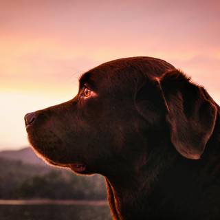 Brown chocolate lab wallpaper
