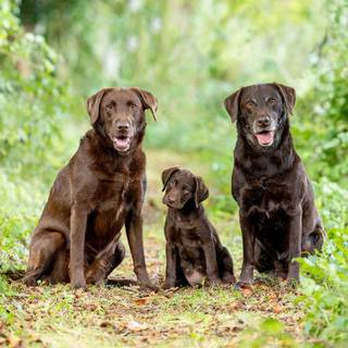 Brown chocolate lab wallpaper