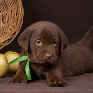 Brown chocolate lab wallpaper