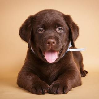 Brown chocolate lab wallpaper