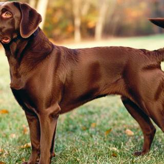 Brown chocolate lab wallpaper