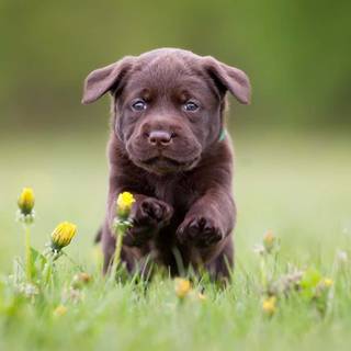Chocolate lab dog wallpaper