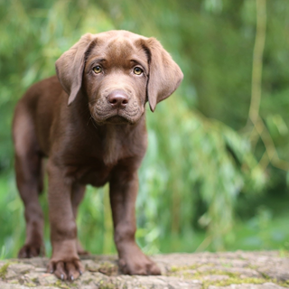 Chocolate lab dog wallpaper