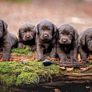Chocolate lab dog wallpaper
