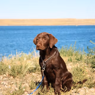 Chocolate lab dog wallpaper