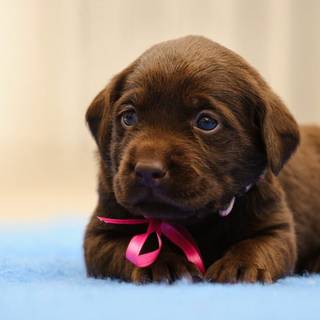 Chocolate lab dog wallpaper