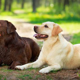 Chocolate lab dog wallpaper