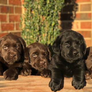 Chocolate lab dog wallpaper