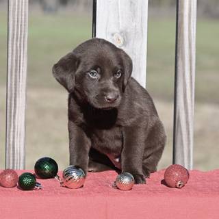 Chocolate lab dog wallpaper
