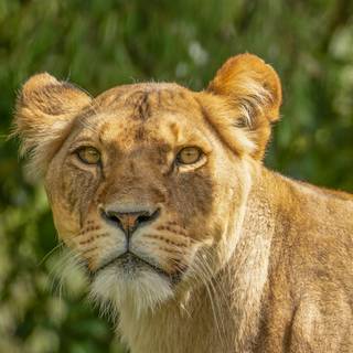 Lioness face wallpaper