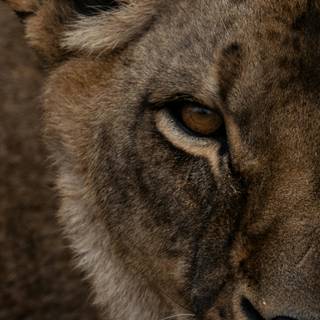 Lioness face wallpaper