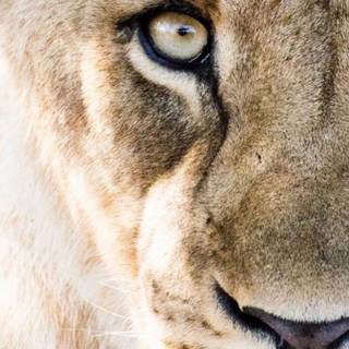 Lioness face wallpaper