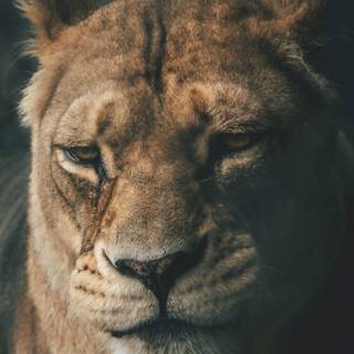 Lioness face wallpaper