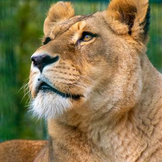 Lioness face wallpaper