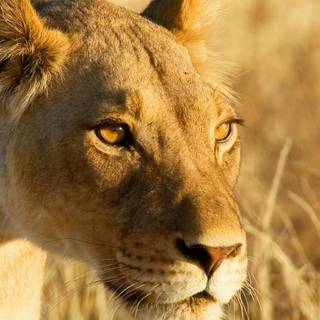 Lioness face wallpaper