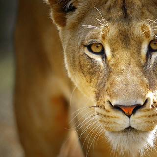 Lioness face wallpaper