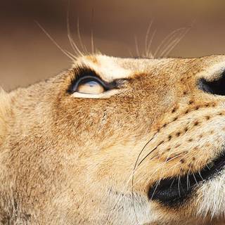 Lioness face wallpaper