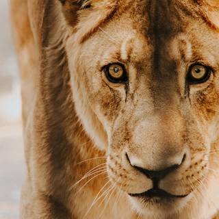 Lioness face wallpaper