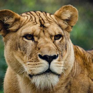 Lioness face wallpaper