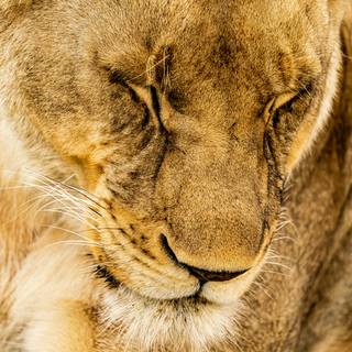 Lioness face wallpaper