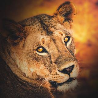 Lioness face wallpaper