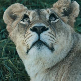 Lioness face wallpaper