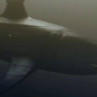 Santa Jaws wallpaper