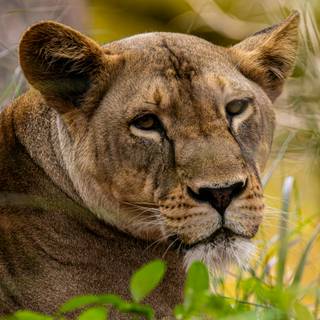 Lioness face wallpaper