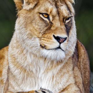 Lioness face wallpaper