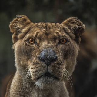 Lioness face wallpaper