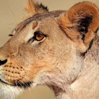 Lioness face wallpaper