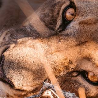 Lioness face wallpaper