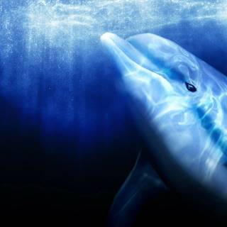Ecco the Dolphin wallpaper