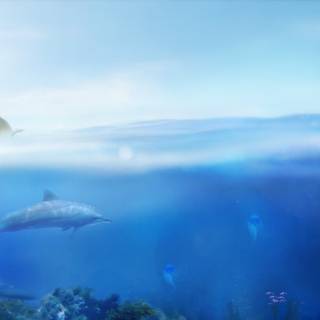 Ecco the Dolphin wallpaper