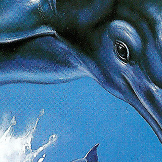 Ecco the Dolphin wallpaper
